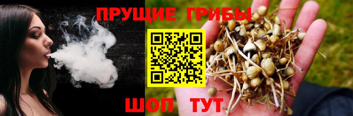 Кольчугино  хочу   Вход с VPN  Псилоцибиновые грибы Psilocybine cubensis 